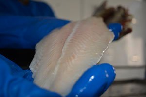 MULLET FILLET KG