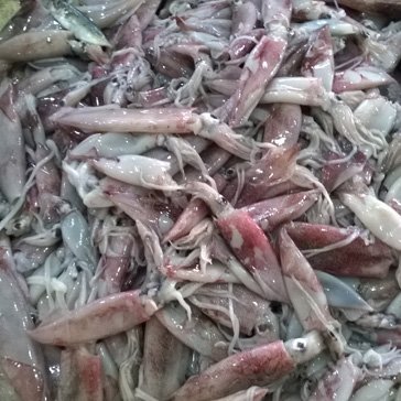 CUTTLE FISH - WHOLE