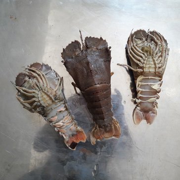 LOBSTER SHOE (KG)