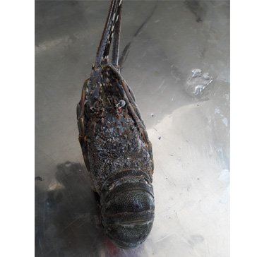 LOBSTER (KG) 400G - 600G