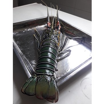 LOBSTER WHOLE 700G - 1KG