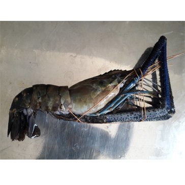 PRAWN (LAGOON) LARGE 4-6 (NAMBERS)