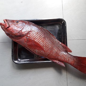 RED MULLET LARGE 3 KG to 8 KG